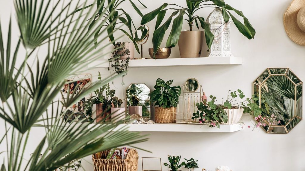 Indoor plants for an eco-friendly home