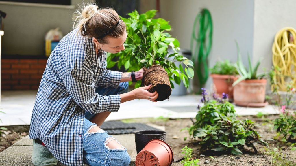 Home garden