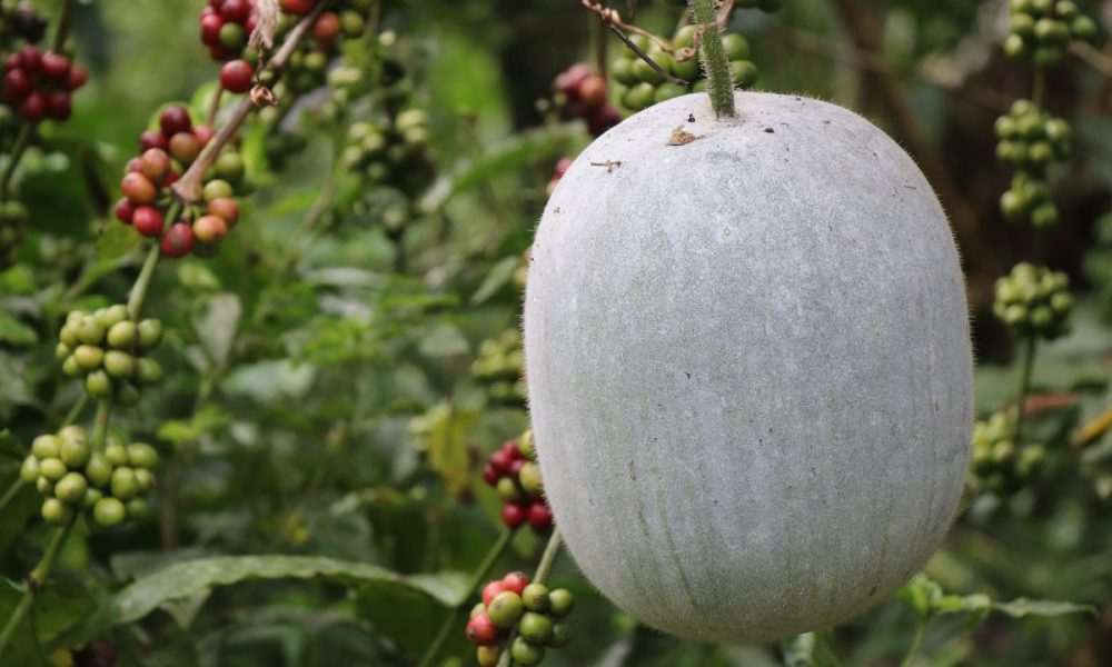 ash gourd juice benefits