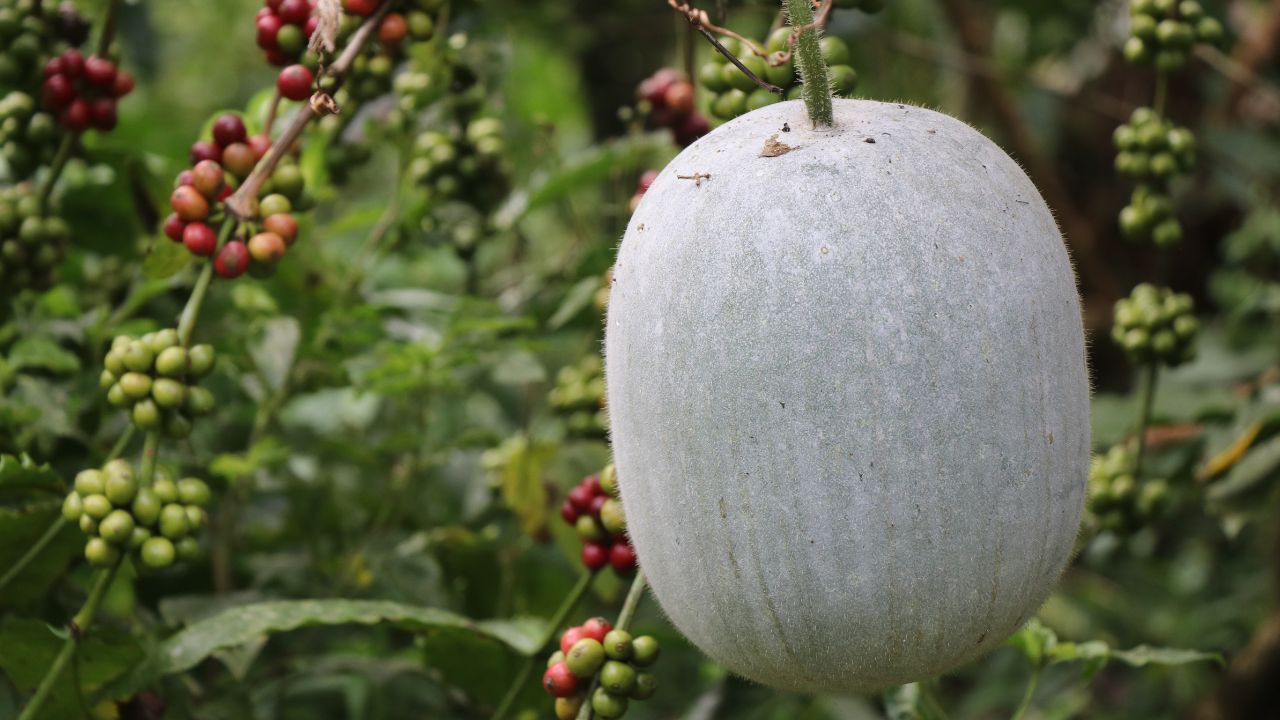 ash gourd juice benefits