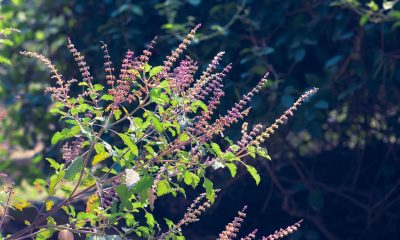 What Are The Benefits of A Tulsi Plant