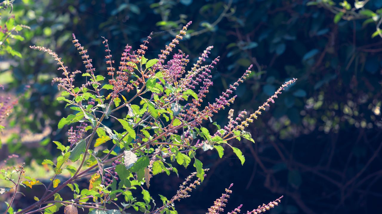 What Are The Benefits of A Tulsi Plant