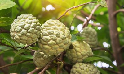 custard apple benefits