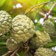 custard apple benefits